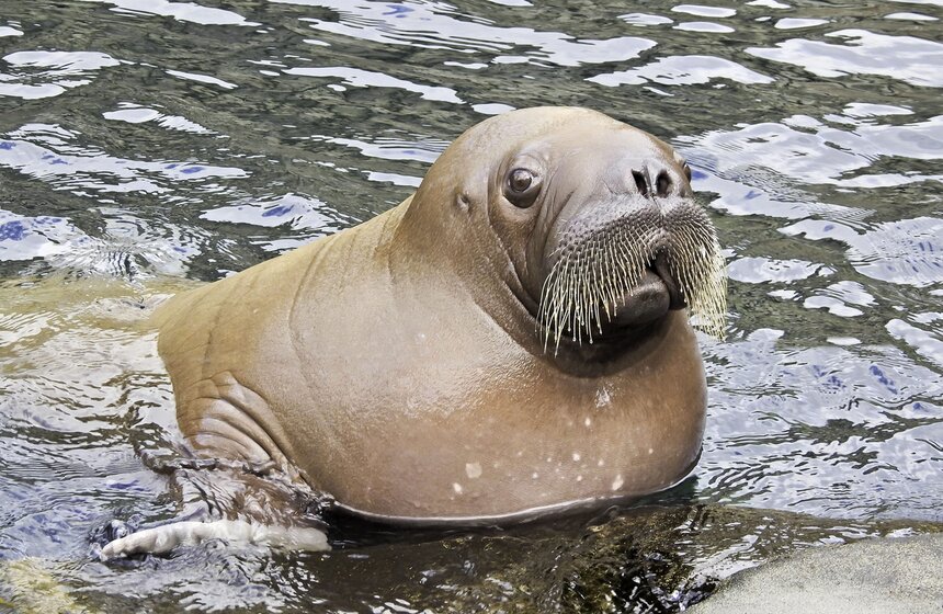 Морские обитатели: в России отмечают День моржа 10 фото