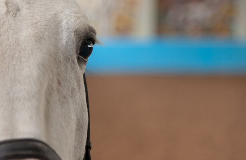 Один день из жизни конной полиции 6 фото