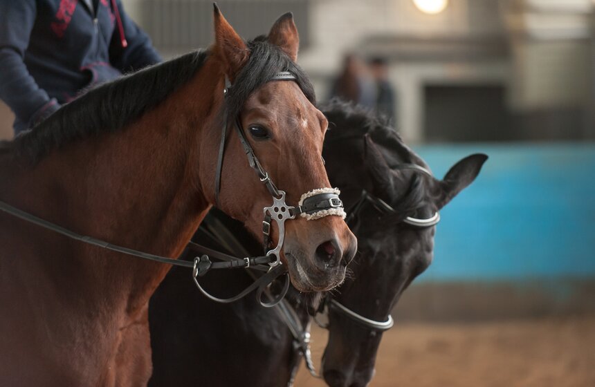 Один день из жизни конной полиции 8 фото