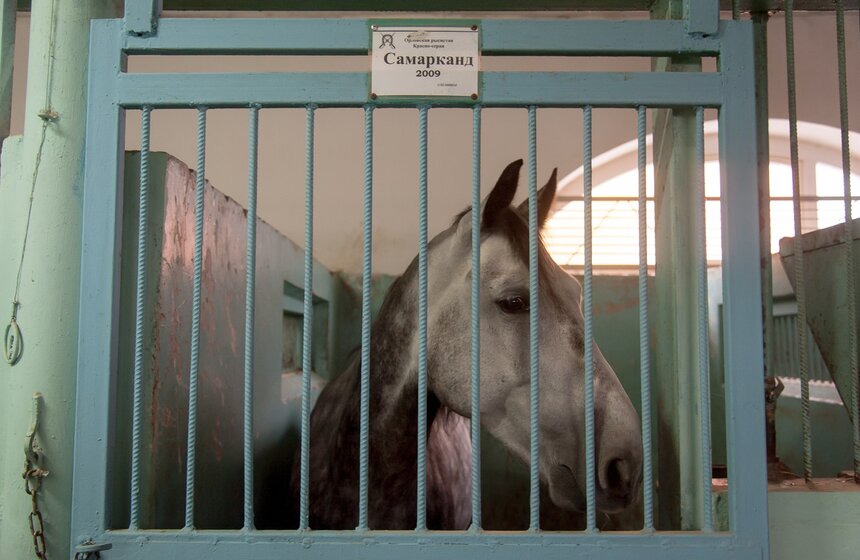 Один день из жизни конной полиции 26 фото