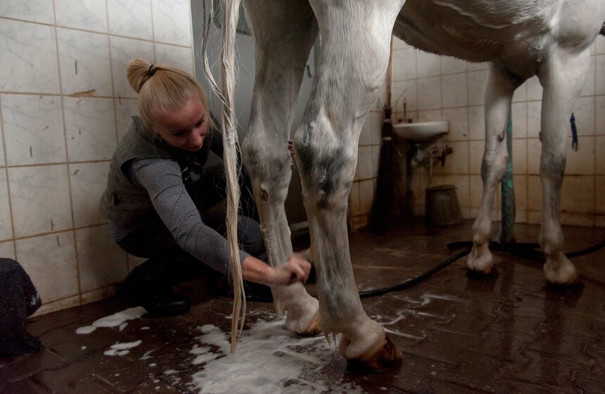 Один день из жизни конной полиции 30 фото