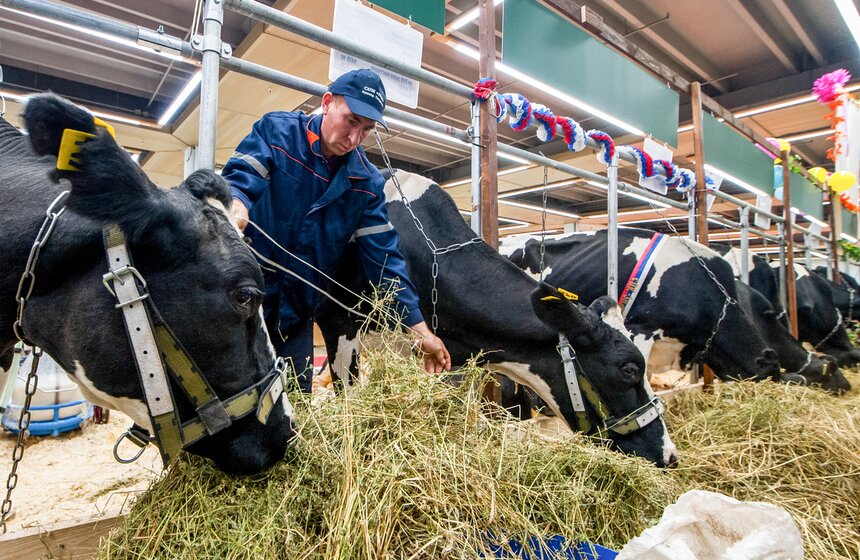 Агропромышленная выставка "Золотая осень" на ВДНХ 16 фото