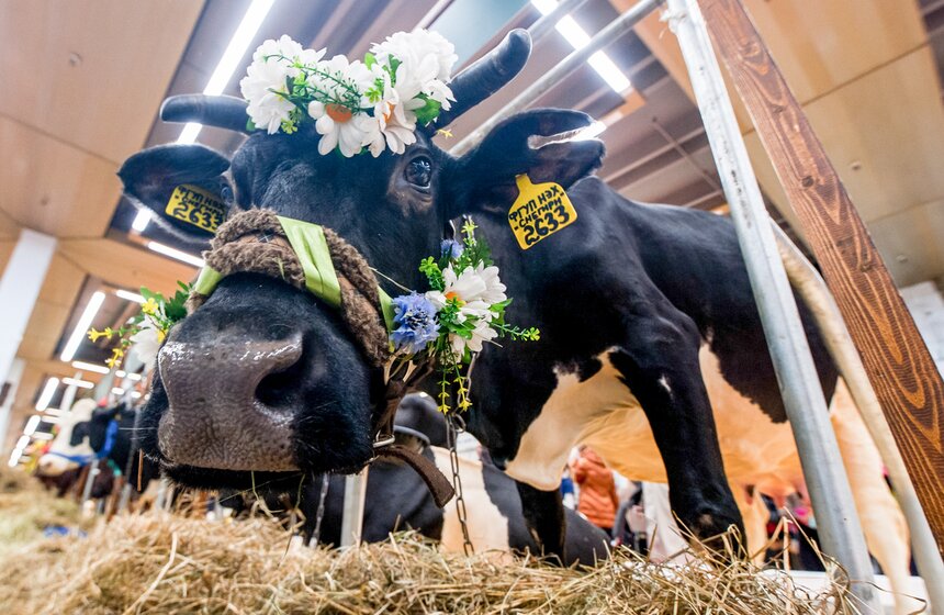 Агропромышленная выставка "Золотая осень" на ВДНХ 15 фото