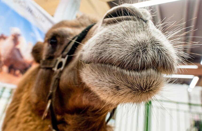 Агропромышленная выставка "Золотая осень" на ВДНХ 19 фото