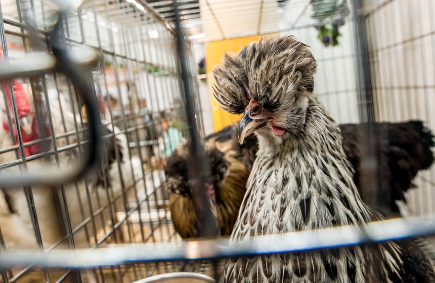 Агропромышленная выставка "Золотая осень" на ВДНХ 14 фото