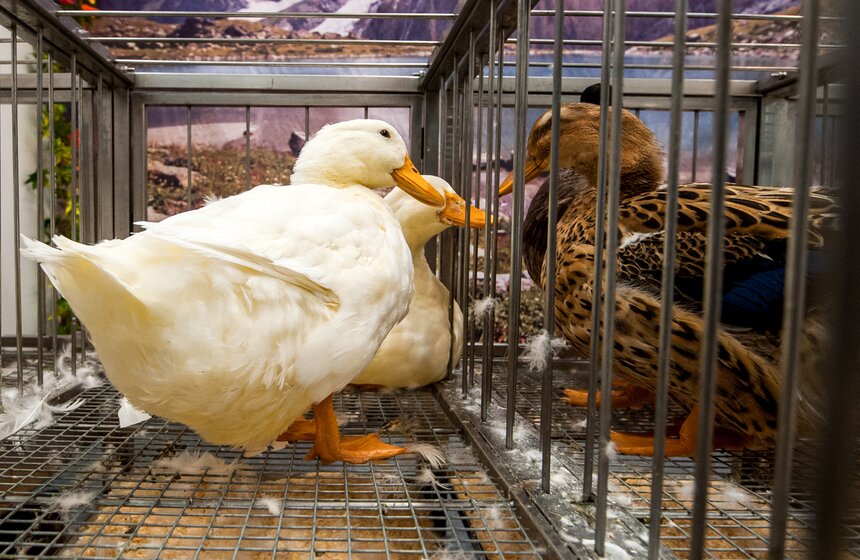 Агропромышленная выставка "Золотая осень" на ВДНХ 11 фото