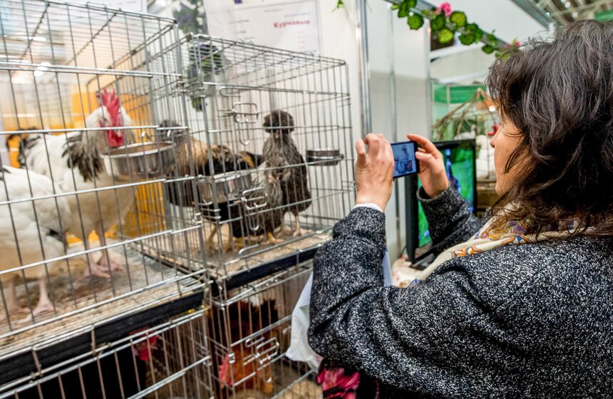 Агропромышленная выставка "Золотая осень" на ВДНХ 12 фото