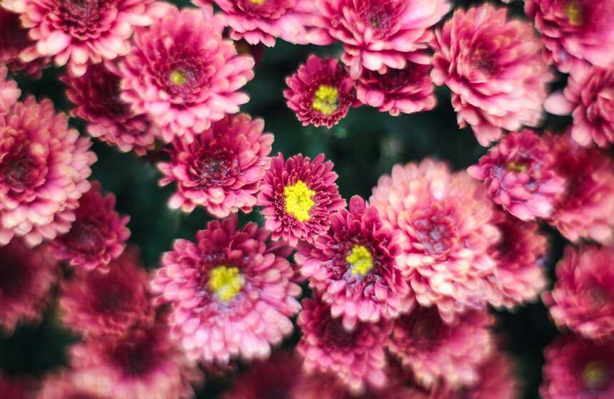 Осенняя прогулка по Аптекарскому огороду 33 фото