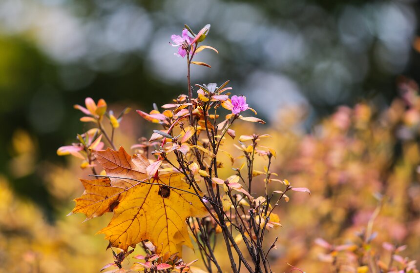 Осенняя прогулка по Аптекарскому огороду 26 фото