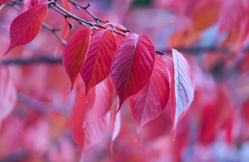 Осенняя прогулка по Аптекарскому огороду 29 фото