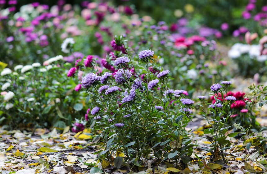 Осенняя прогулка по Аптекарскому огороду 18 фото