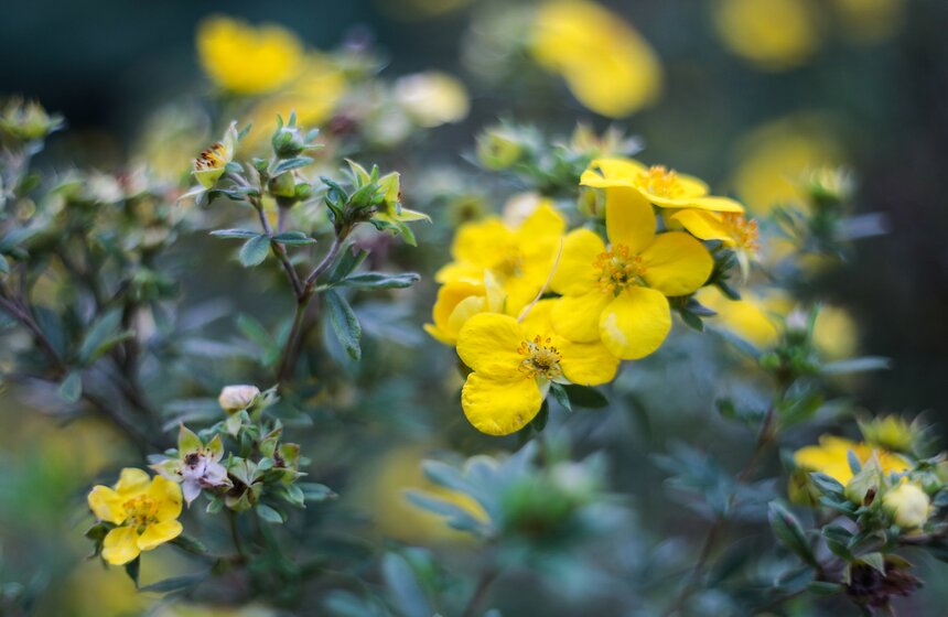 Осенняя прогулка по Аптекарскому огороду 17 фото