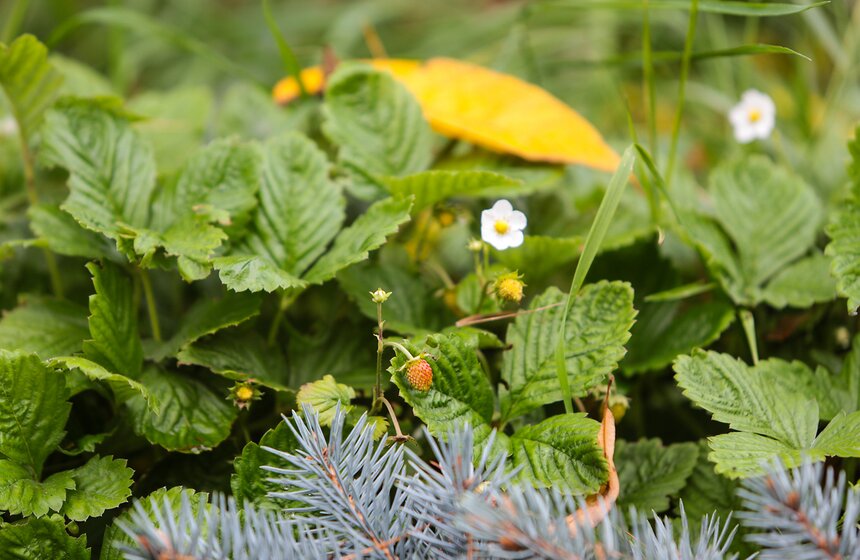 Осенняя прогулка по Аптекарскому огороду 10 фото