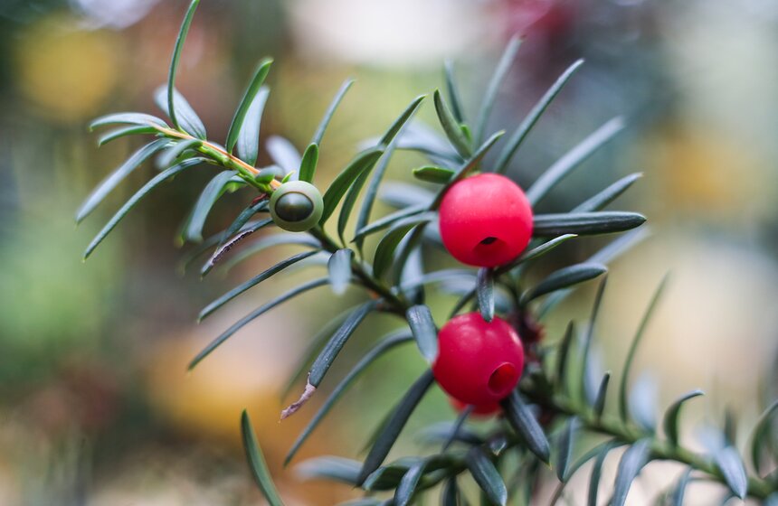 Осенняя прогулка по Аптекарскому огороду 9 фото