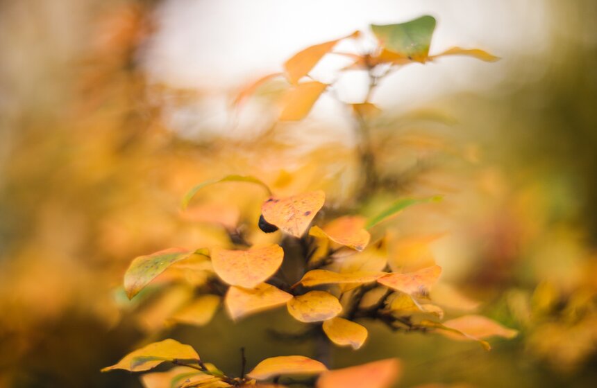 Осенняя прогулка по Аптекарскому огороду 12 фото