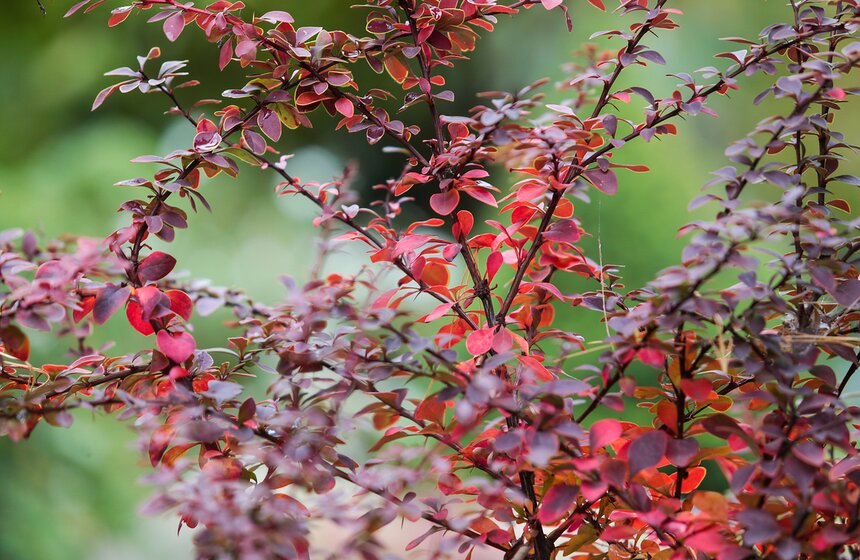 Осенняя прогулка по Аптекарскому огороду 14 фото