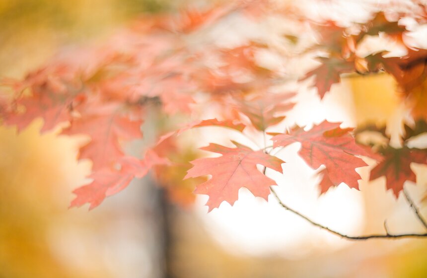 Осенняя прогулка по Аптекарскому огороду 21 фото