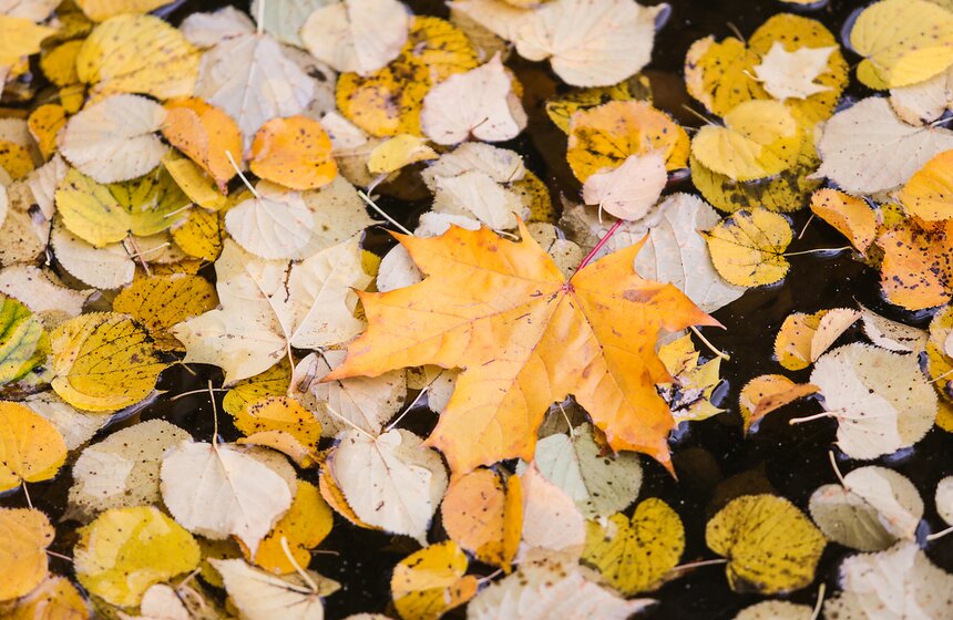 Осенняя прогулка по Аптекарскому огороду 2 фото