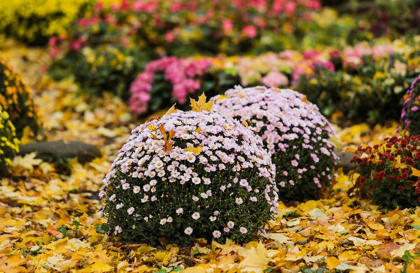 Осенняя прогулка по Аптекарскому огороду 4 фото