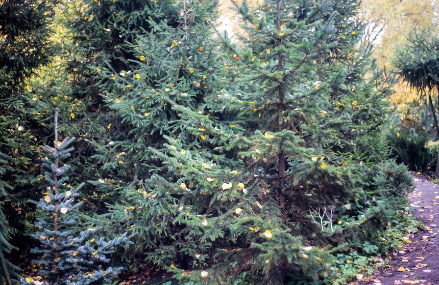 Осенняя прогулка по Аптекарскому огороду 7 фото