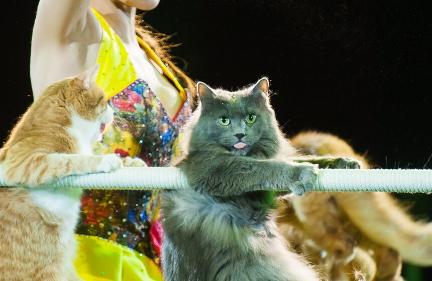 Выставка ко дню рождения Никулина открылась в цирке на Цветном 39 фото