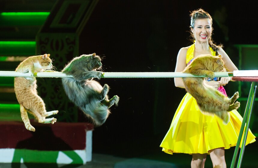 Выставка ко дню рождения Никулина открылась в цирке на Цветном 38 фото