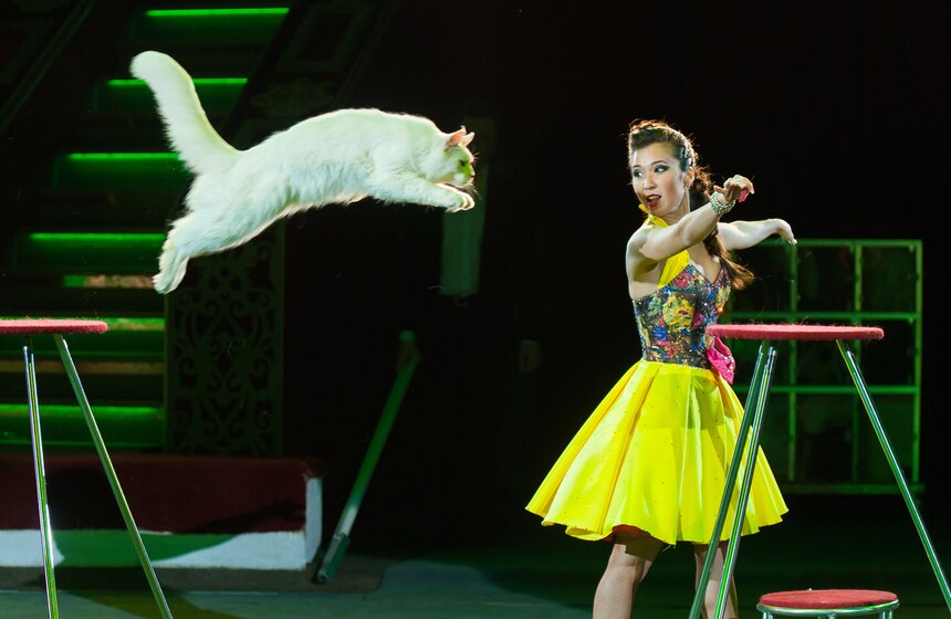 Выставка ко дню рождения Никулина открылась в цирке на Цветном 37 фото