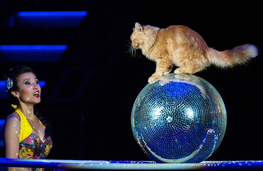 Выставка ко дню рождения Никулина открылась в цирке на Цветном 40 фото