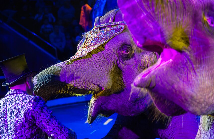 Выставка ко дню рождения Никулина открылась в цирке на Цветном 44 фото