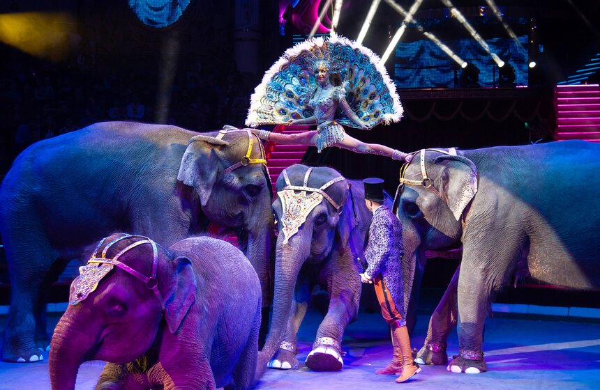 Выставка ко дню рождения Никулина открылась в цирке на Цветном 43 фото