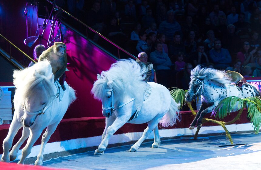 Выставка ко дню рождения Никулина открылась в цирке на Цветном 32 фото