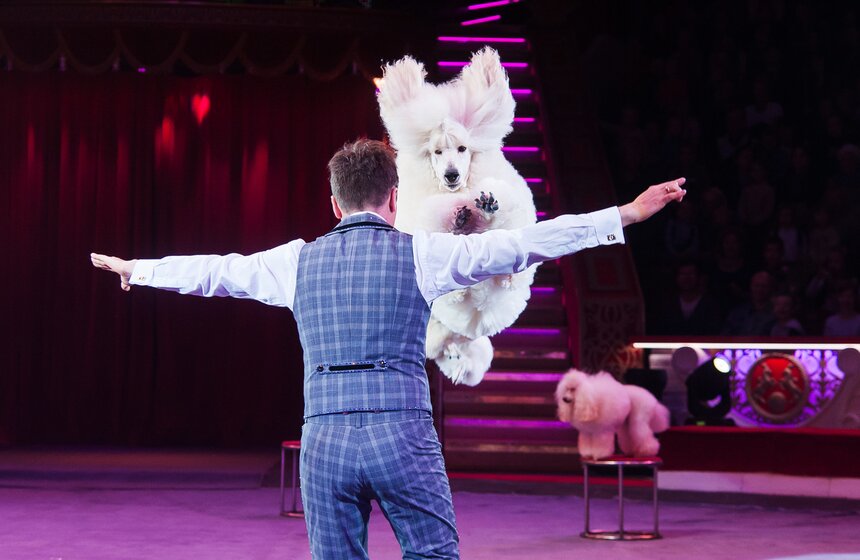 Выставка ко дню рождения Никулина открылась в цирке на Цветном 25 фото