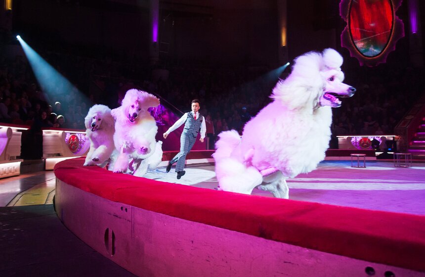 Выставка ко дню рождения Никулина открылась в цирке на Цветном 24 фото