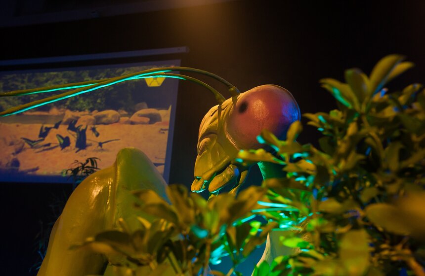 Выставка "Гигантские насекомые" в арт-пространстве "ЗооДепо" 14 фото