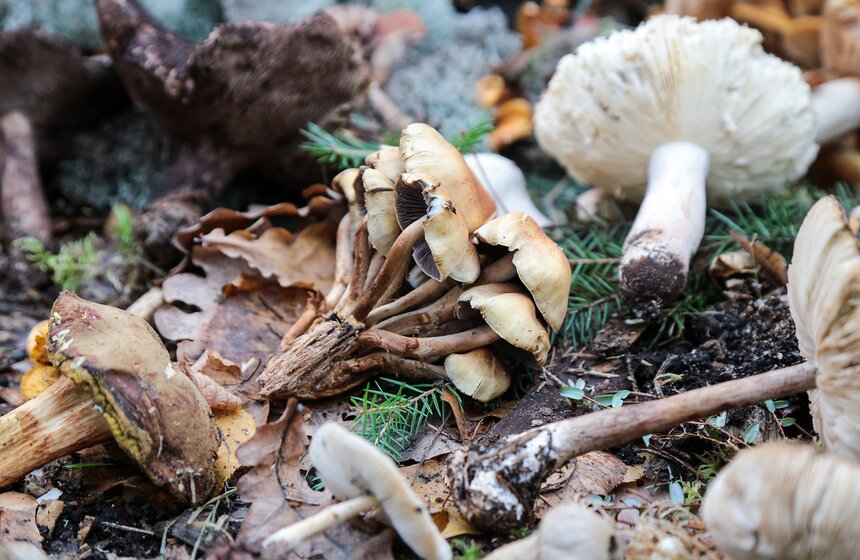 Грибной фестиваль в "Аптекарском огороде" 17 фото