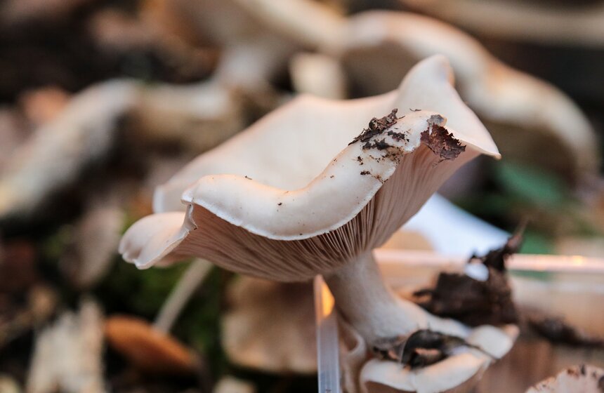 Грибной фестиваль в "Аптекарском огороде" 16 фото