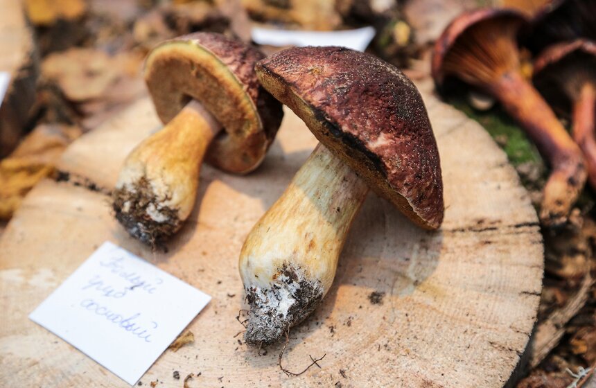 Грибной фестиваль в "Аптекарском огороде" 15 фото