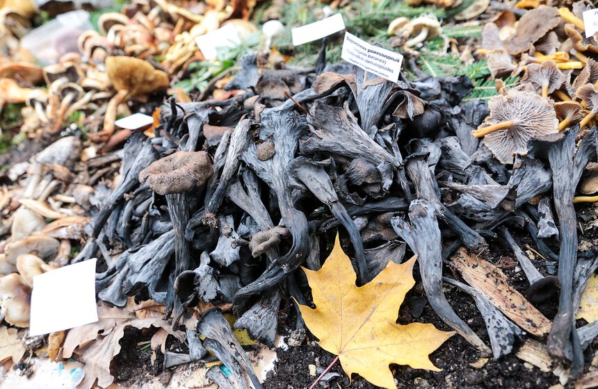 Грибной фестиваль в "Аптекарском огороде" 18 фото