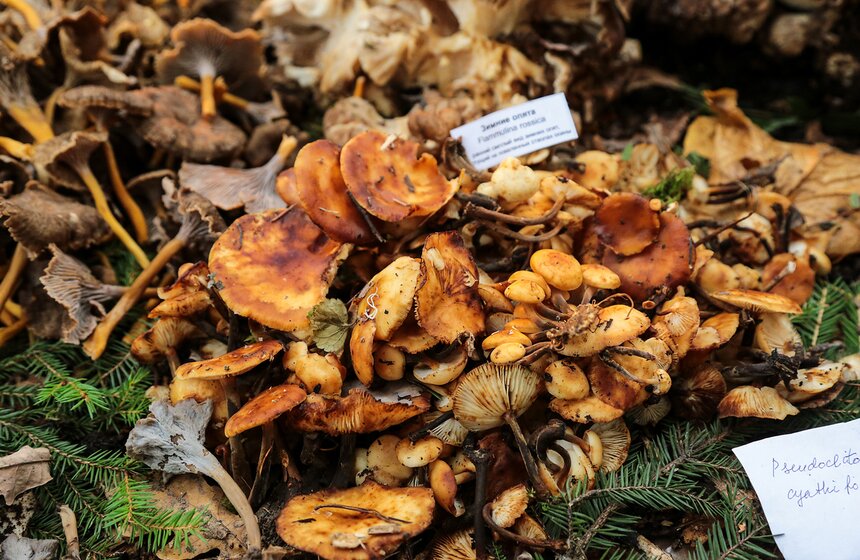 Грибной фестиваль в "Аптекарском огороде" 21 фото