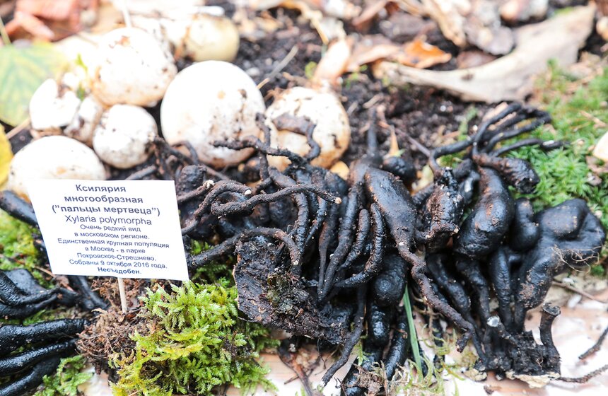 Грибной фестиваль в "Аптекарском огороде" 24 фото