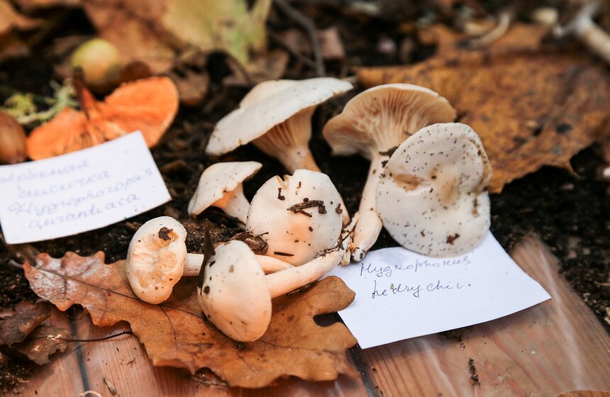 Грибной фестиваль в "Аптекарском огороде" 5 фото