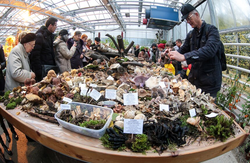 Грибной фестиваль в "Аптекарском огороде" 1 фото