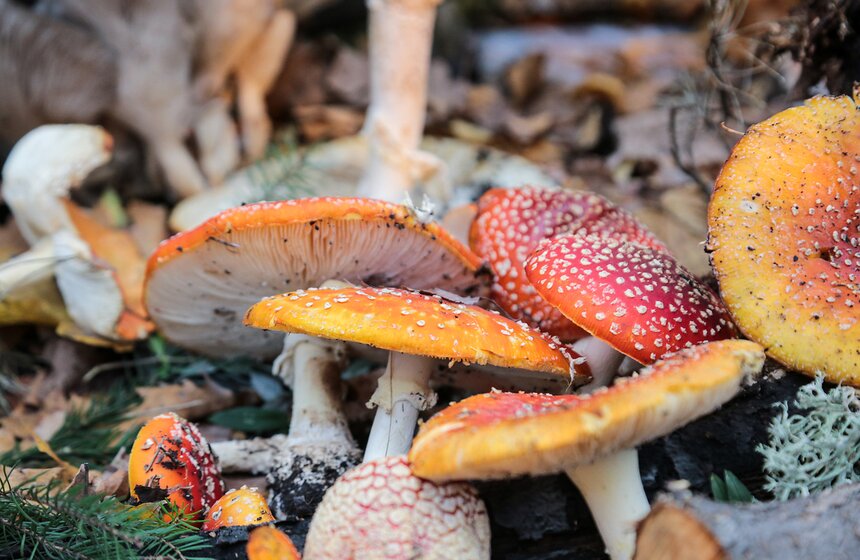 Грибной фестиваль в "Аптекарском огороде" 4 фото