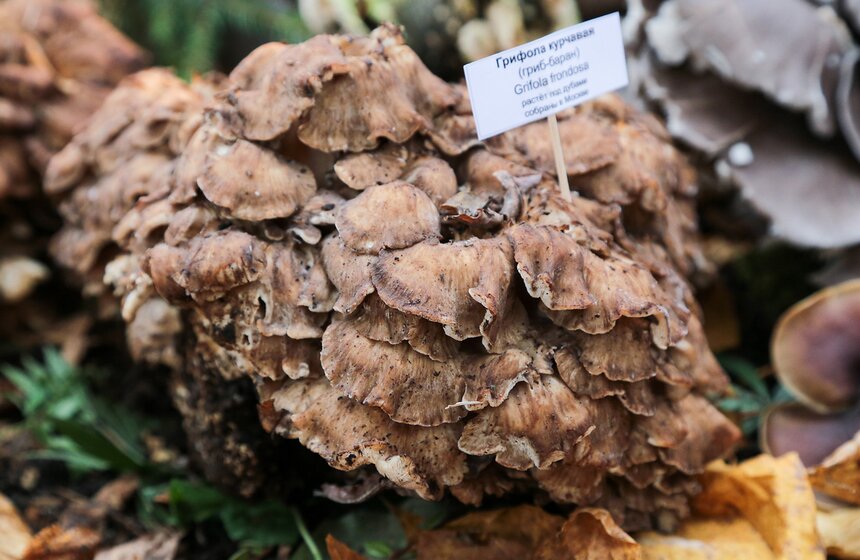 Грибной фестиваль в "Аптекарском огороде" 3 фото