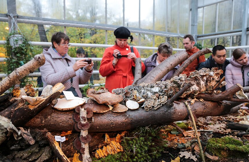 Грибной фестиваль в "Аптекарском огороде" 2 фото