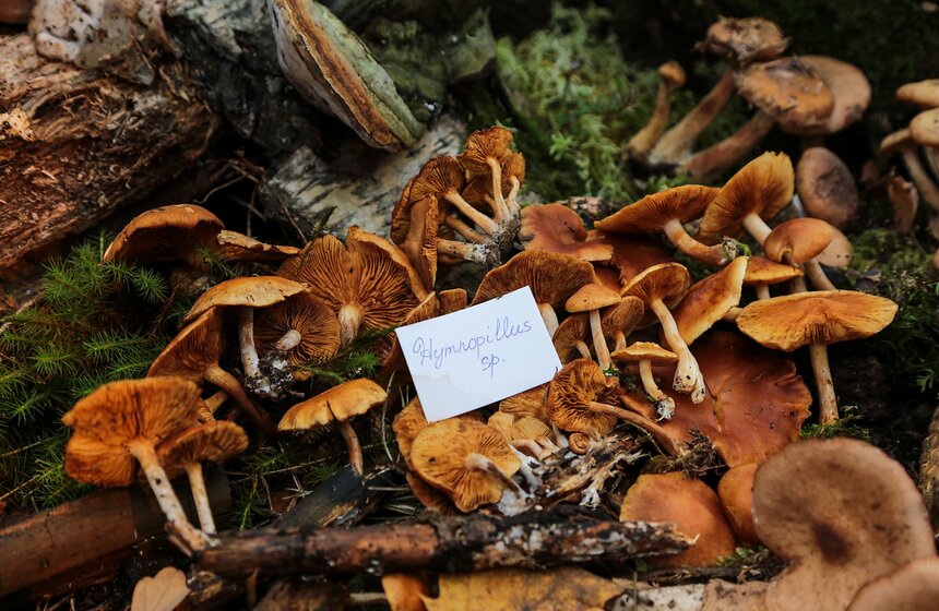 Грибной фестиваль в "Аптекарском огороде" 8 фото