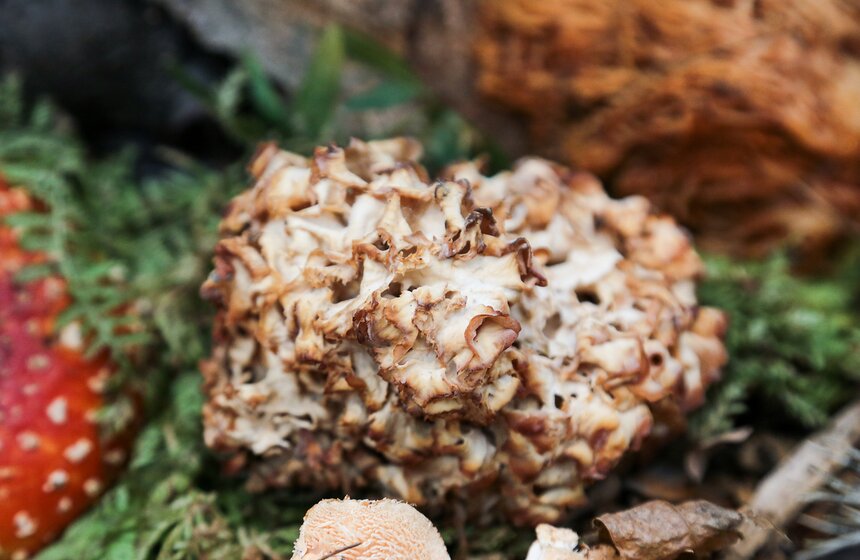 Грибной фестиваль в "Аптекарском огороде" 7 фото