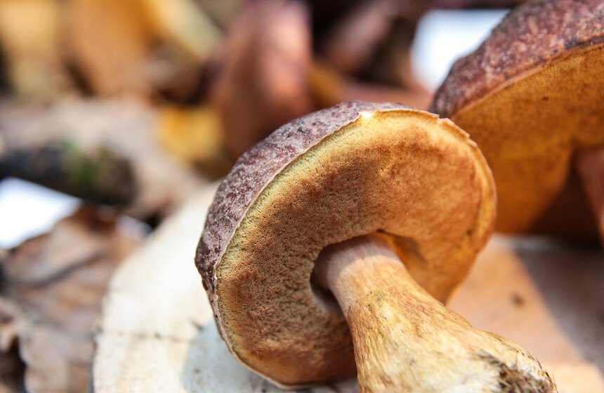 Грибной фестиваль в "Аптекарском огороде" 12 фото