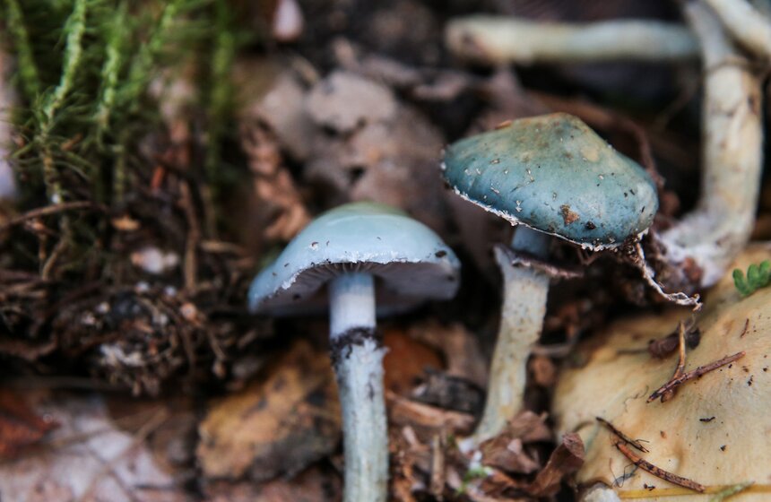 Грибной фестиваль в "Аптекарском огороде" 11 фото