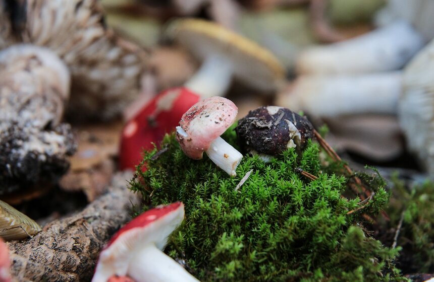 Грибной фестиваль в "Аптекарском огороде" 13 фото